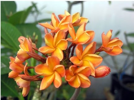 plumeria laranja 5 sementes 2808 e1496429890759