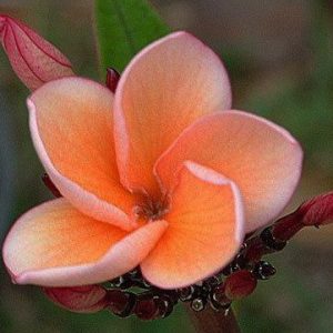 plumeria laranja 5 sementes 4212 e1496429867496