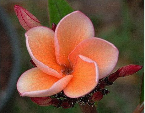 plumeria laranja 5 sementes 4212 e1496429867496