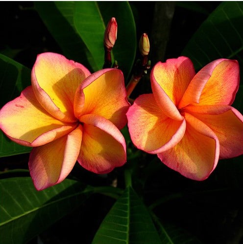 plumeria laranja 5 sementes 4991 e1496430038209