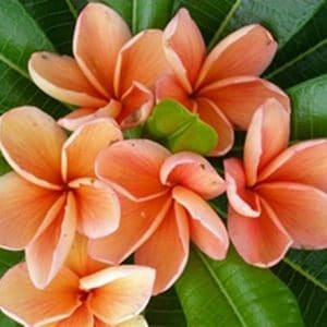 plumeria laranja 5 sementes 7005 e1496429925270