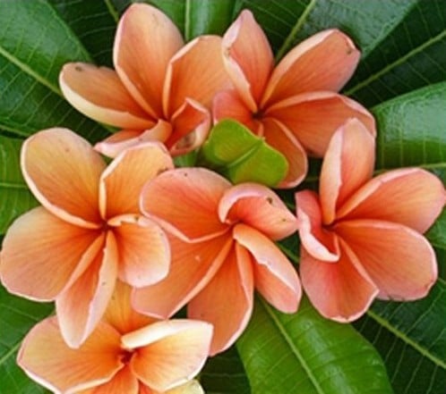 plumeria laranja 5 sementes 7005 e1496429925270