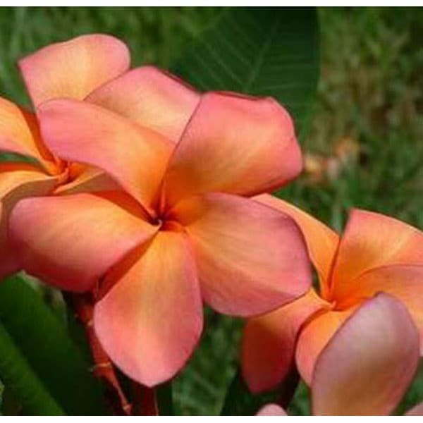plumeria laranja 5 sementes 7299