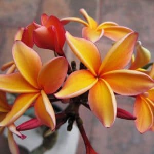 plumeria laranja 5 sementes 7302 e1496429954224