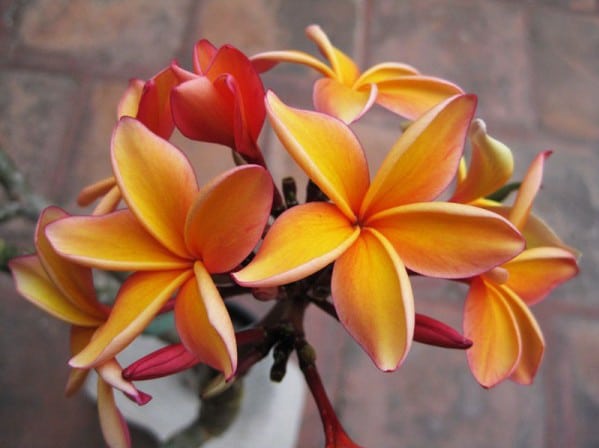 plumeria laranja 5 sementes 7302 e1496429954224