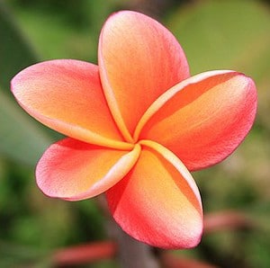 Plumeria Laranja: 5 Sementes