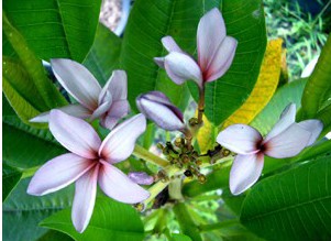 plumeria lilas 5 sementes 2322 e1496429775288