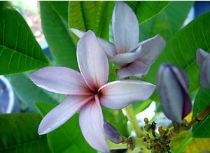 plumeria lilas 5 sementes 3319 e1496429807339