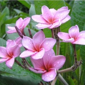 plumeria lilas 5 sementes 4225 e1496429742502