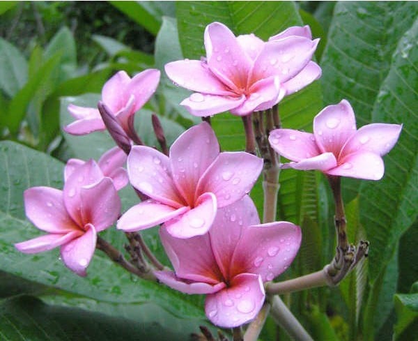 plumeria lilas 5 sementes 4225 e1496429742502