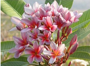 plumeria lilas 5 sementes 4728 e1496429710492