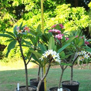 plumeria lilas 5 sementes 5231 e1496429681786