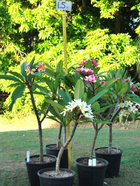 plumeria lilas 5 sementes 5231 e1496429681786