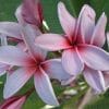 Plumeria Lilás: 5 Sementes