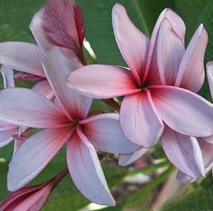 Plumeria Lilás: 5 Sementes