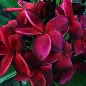 plumeria maravilha 5 sementes 1046 e1496429454128