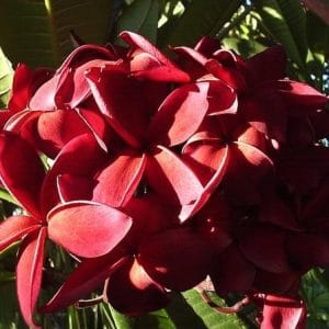 plumeria maravilha 5 sementes 1740 e1496429561574