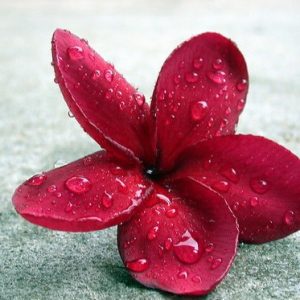 plumeria maravilha 5 sementes 3537 e1496429600179