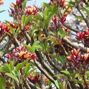 plumeria maravilha 5 sementes 5843 e1496429484740