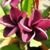 Plumeria Maravilha: 5 Sementes