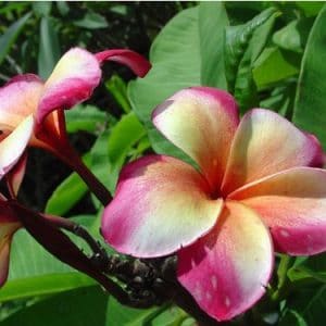 plumeria pessego 5 sementes 4965 e1496429274656