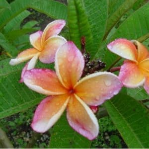 plumeria pessego 5 sementes 6368 e1496429242549