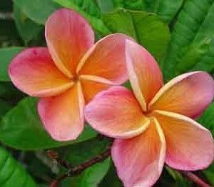 plumeria pessego 5 sementes 7062 e1496429311588