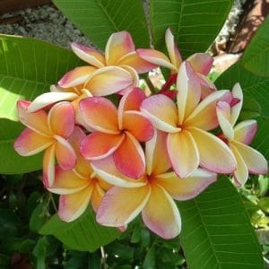 plumeria pessego 5 sementes 7856 e1496429374511