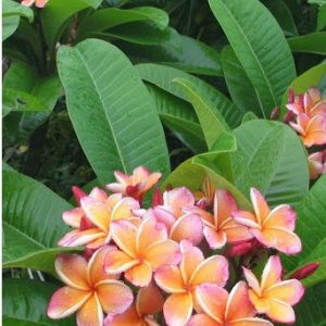 plumeria pessego 5 sementes 8359 e1496429340818