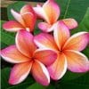 Plumeria Pêssego: 5 Sementes