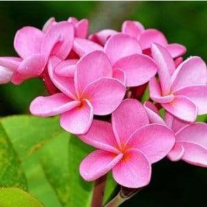 plumeria rosa 5 sementes 2393 e1496428990195