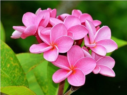 plumeria rosa 5 sementes 2393 e1496428990195