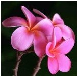 plumeria rosa 5 sementes 2674 e1496429183699