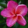 Plumeria Rosa: 5 Sementes
