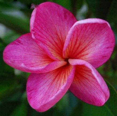 Plumeria Rosa: 5 Sementes
