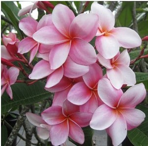plumeria rosa 5 sementes 4678 e1496429152241