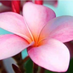 plumeria rosa 5 sementes 6187 e1496429070228