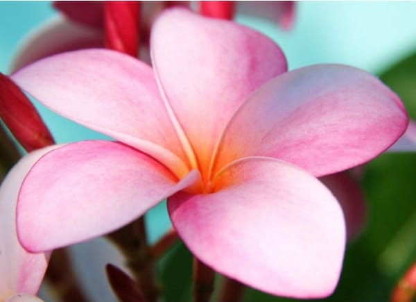 plumeria rosa 5 sementes 6187 e1496429070228
