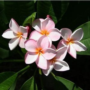 plumeria rosa 5 sementes 7190 e1496429031136