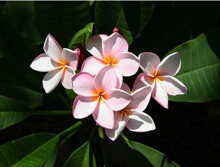 plumeria rosa 5 sementes 7190 e1496429031136