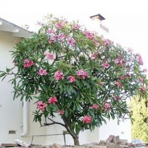 plumeria rosa 5 sementes 7784 e1496429096650