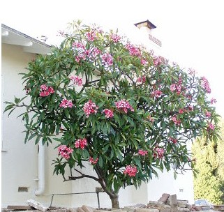 plumeria rosa 5 sementes 7784 e1496429096650