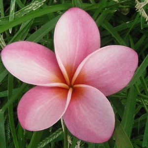 plumeria rosa 5 sementes 8281 e1496429130466