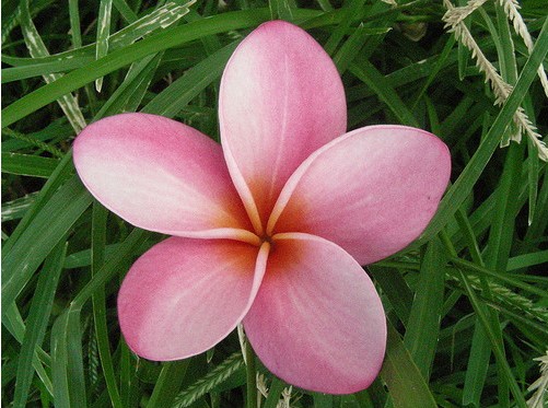 plumeria rosa 5 sementes 8281 e1496429130466