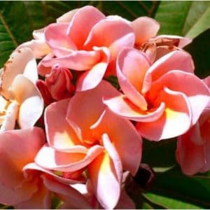 plumeria salmao 5 sementes 2712 e1496428764727
