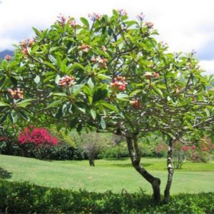 plumeria salmao 5 sementes 4106 e1496428833139
