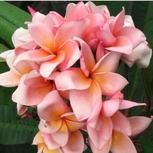 plumeria salmao 5 sementes 5309 e1496428785627