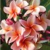Plumeria Salmão: 5 Sementes