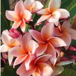Plumeria Salmão: 5 Sementes
