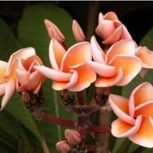 plumeria salmao 5 sementes 8699 e1496428930659